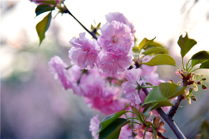 佛山南丹山樱花绽放浅浅匀红景区复开后赏花正当时