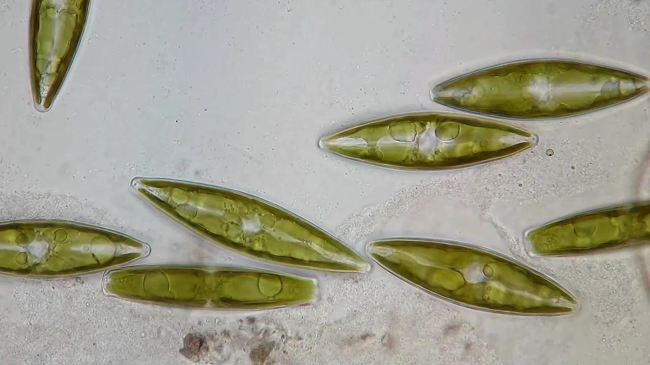 南极湖湖底意外发现古代生命迹象!