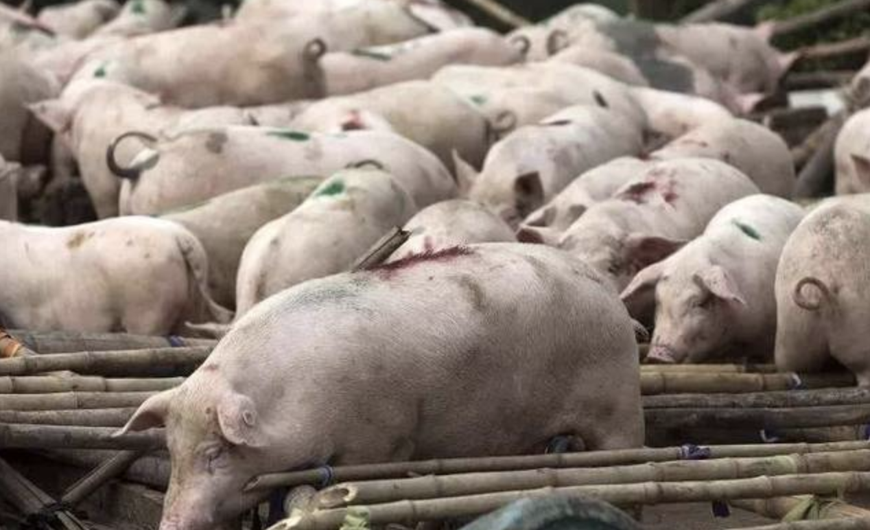 一篇在1977的报道值得深思