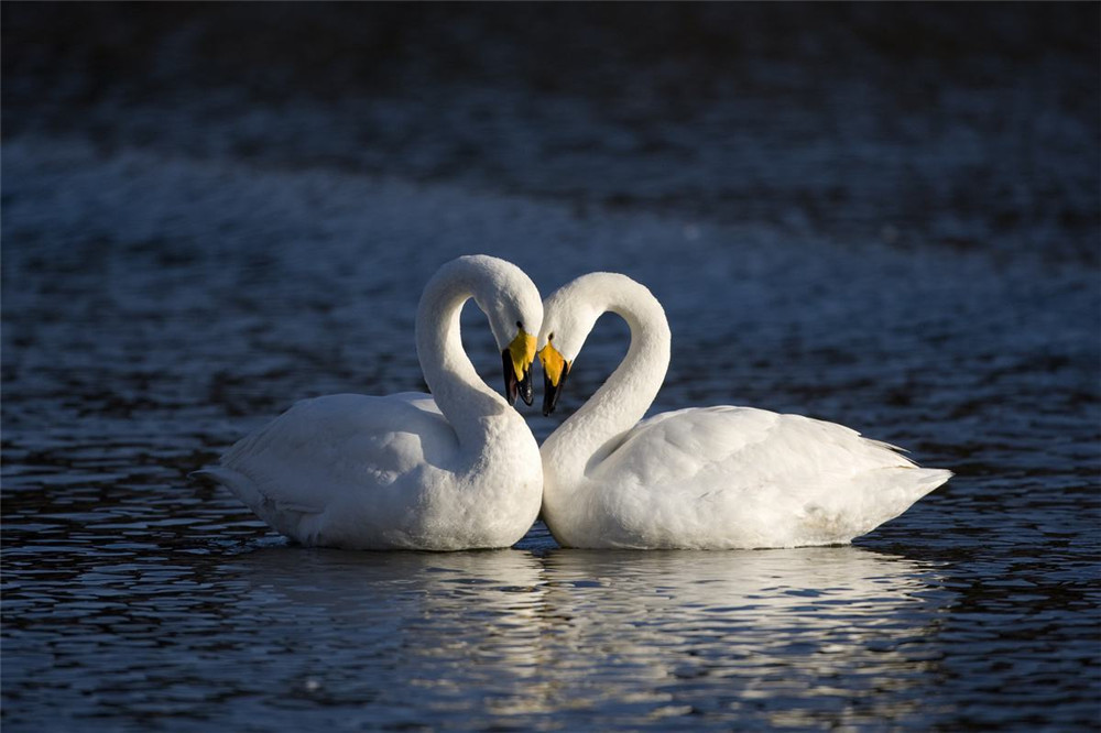 内蒙南海子刚迁徙来一种大天鹅,途中趴冰上睡觉,飞过珠穆朗玛峰