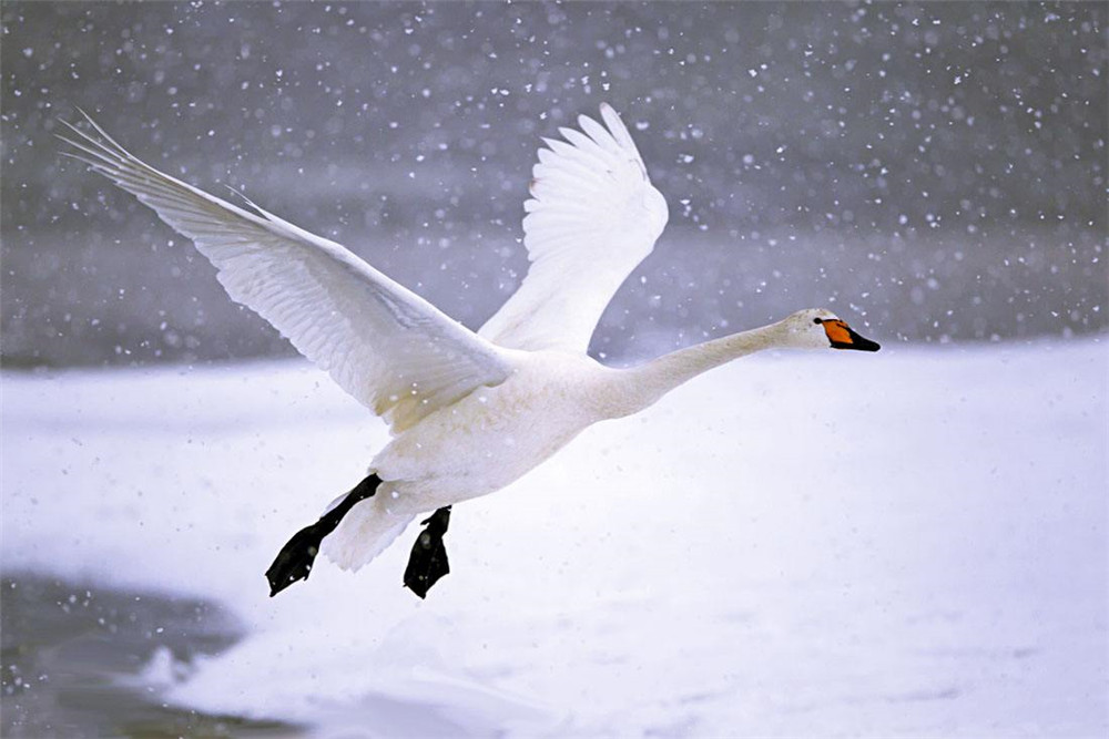 内蒙南海子刚迁徙来一种大天鹅,途中趴冰上睡觉,飞过珠穆朗玛峰