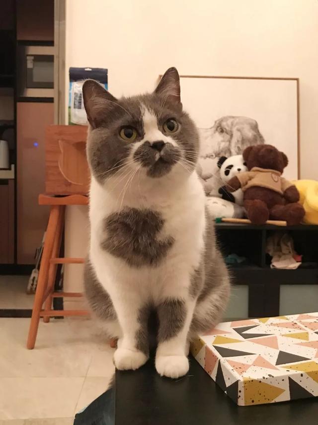 网友家的渣猫全身上下都在说爱你