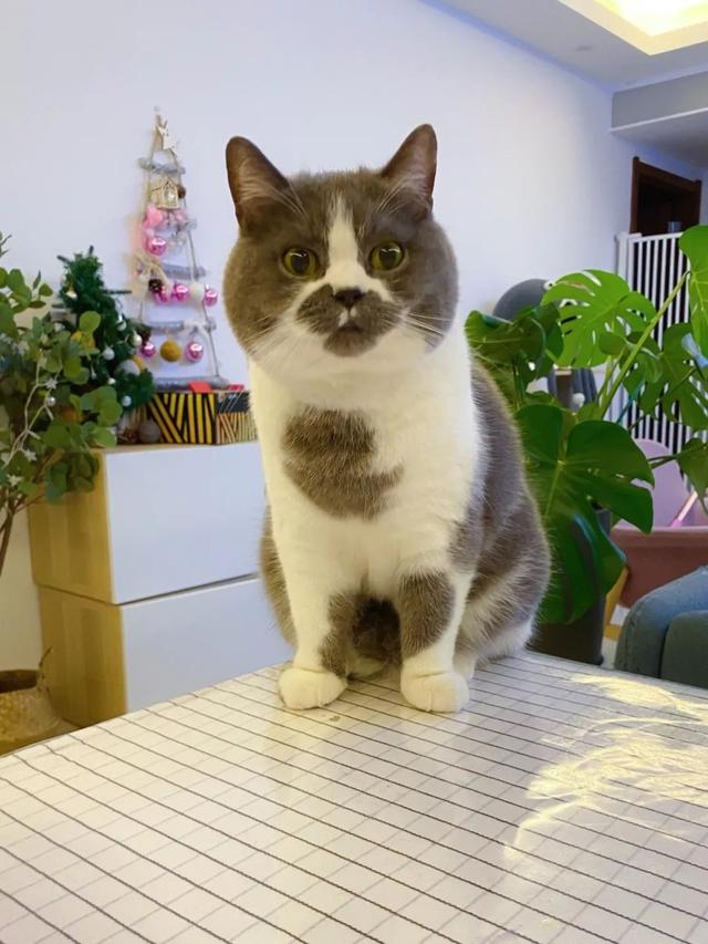 网友家的渣猫全身上下都在说爱你