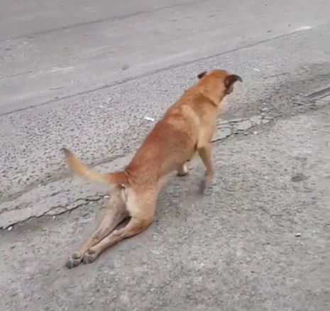 残疾狗狗双腿拖地爬行,人们刚要帮助,它接下来的操作让人看不懂
