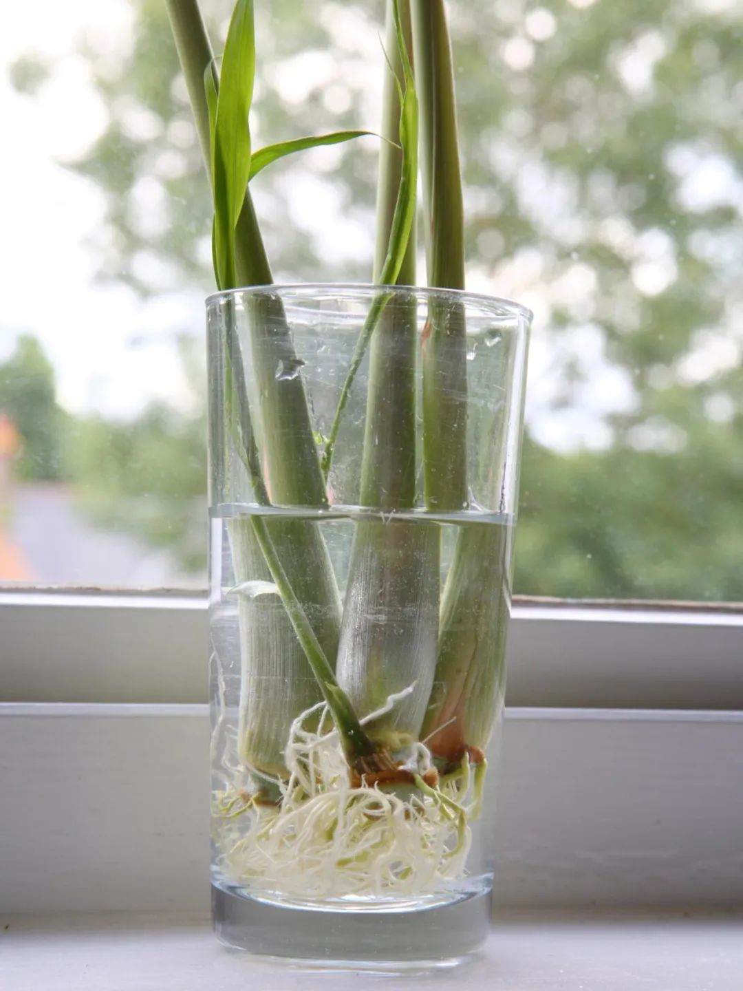 在花盆种出能不断收获的柠檬草,可以驱蚊,又能泡来吃