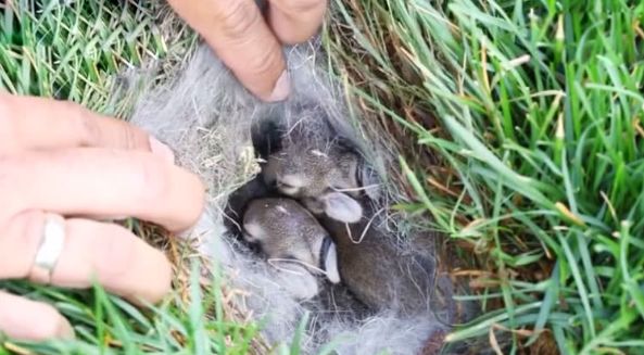 男子草丛中看到兔子窝长相奇特将它们盖好转身离去