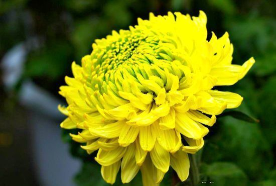 喜欢菊花,不如养盆"菊中精品"绿荷,似牡丹似荷花,妖娆美丽