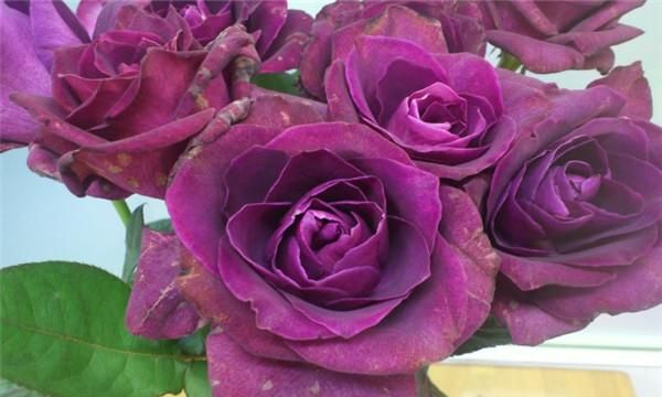 月季紫色迷情紫色与酒红色的独特色调浓香型魅力不可挡