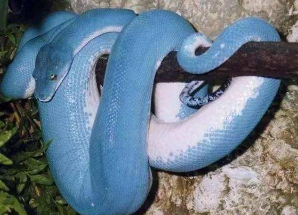 其实是不对的绿曼巴是黑曼巴的一个亲戚,都属于眼镜蛇科-曼巴属,但