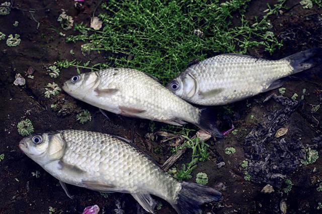 春季鲫鱼想钓好,打窝技巧不可少!这些酒米运用小技巧赶紧学!