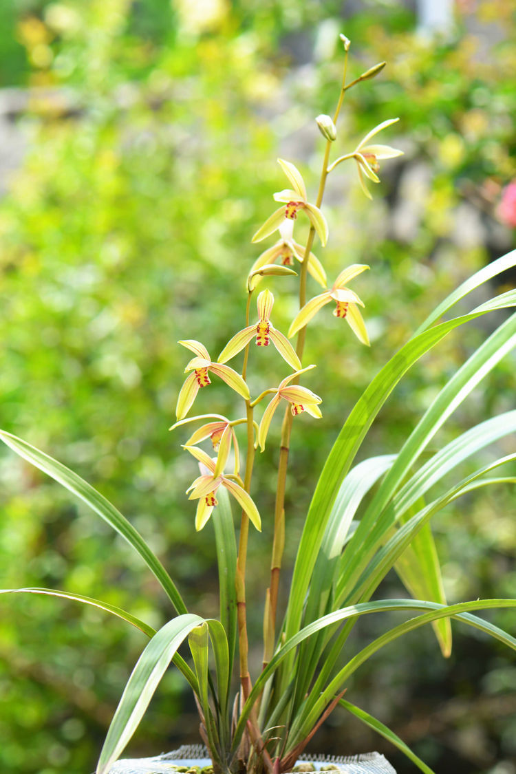 喜欢玫瑰,不如养"玫瑰精品"蓝色妖姬,花中新贵,娇艳欲滴美