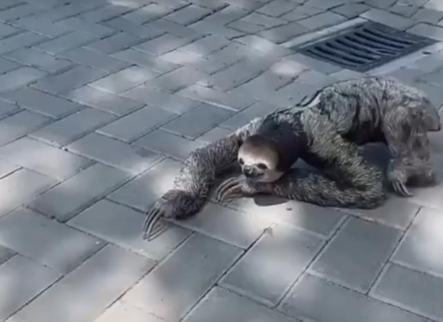 一晚2700元,度假区让树懒陪伴游客,但看了觉得有点渗人