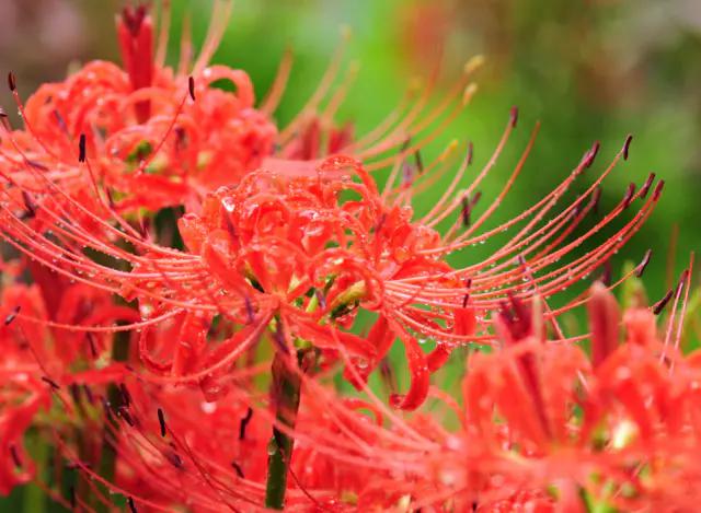 4种"有毒花",枝叶全有毒,看到躲远点,再漂亮也别养!