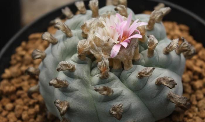 乌羽玉之肋骨乌二三事仙人球界的秘密