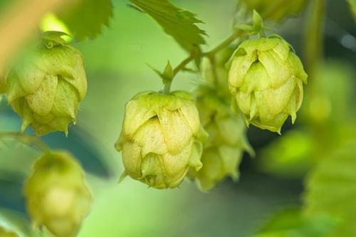 16,酒花 基本翻译 hop hops 网络释义 酒花hophops