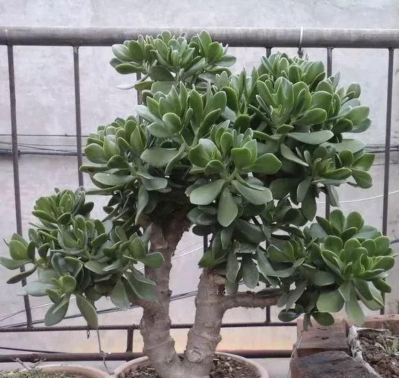 玉树掐根枝插在花盆里很快长成大盆栽不花钱也能养花