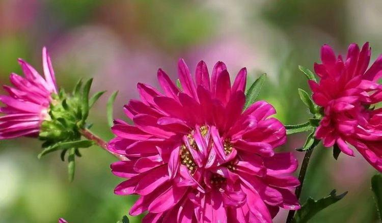 "高档玫瑰"探索者,花色红艳美丽,靓丽清香,堪称养花必备