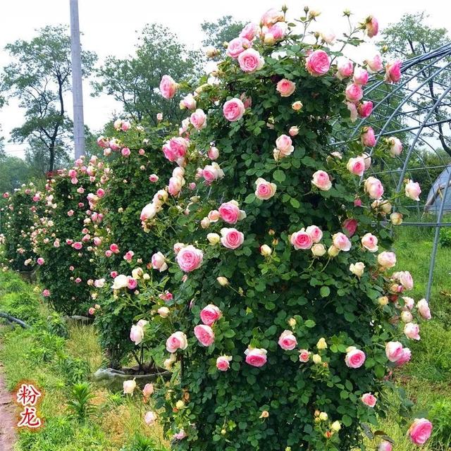 花木之乡复工：花友报复性购物，一年订单指望这几天，商家爆仓了