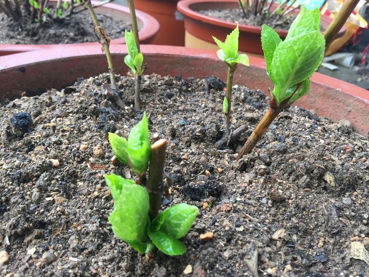 春雨贵如油,一场春雨过后,露养的绣球花齐刷刷冒出壮芽,花稳了