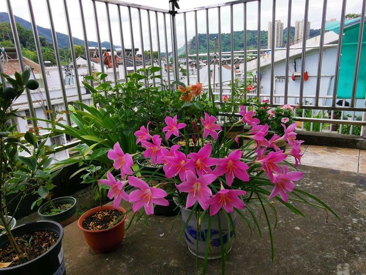 "高档玫瑰"探索者,花色红艳美丽,靓丽清香,堪称养花必备