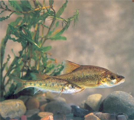 这种险些导致昆明湖物种灭绝的元凶叫做麦穗鱼,这是一种原产地在亚洲