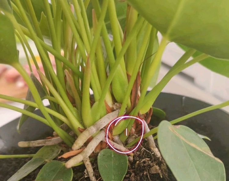 红掌基部冒出来的嫩叶别乱剪,一盆变多盆就靠它,当年能开花