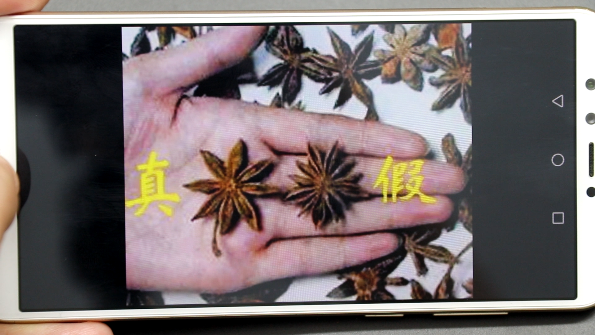 八角也有真假之分,只要认准"三点",不会被坑,看完长知识