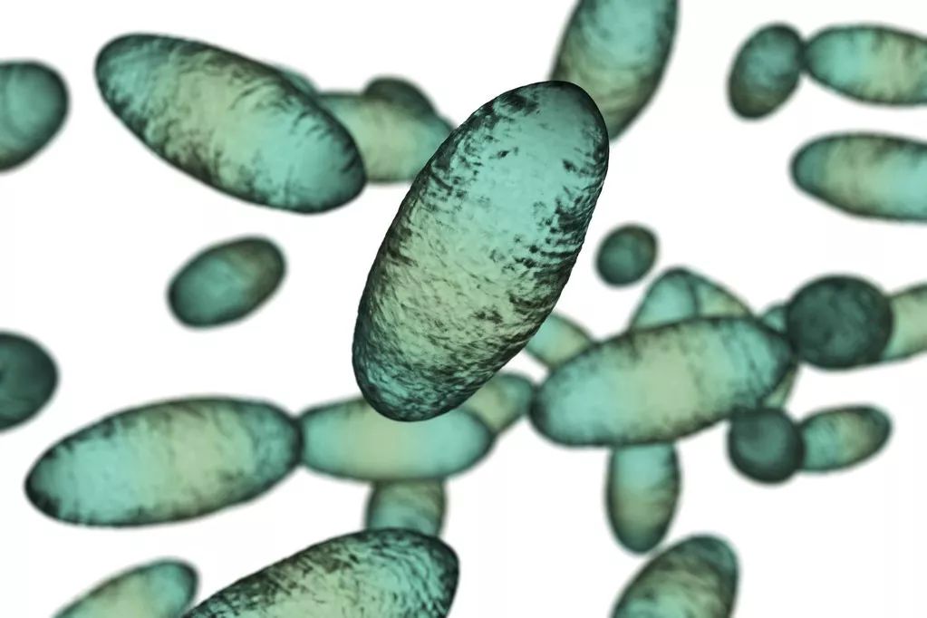 鼠疫杆菌为法国细菌学家巴斯德的学生耶尔森首次发现,是腺鼠疫,肺鼠疫