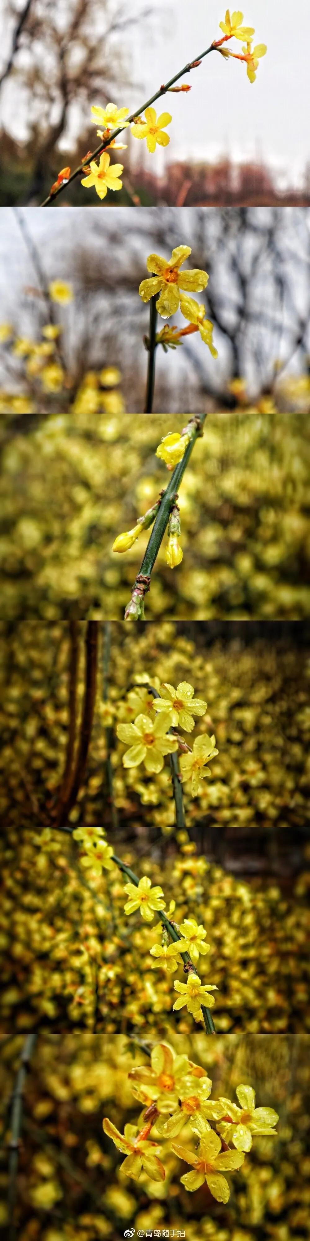 4迎春花的花朵生长在去年生的小枝上,所以它开完花之后,我们需要合理