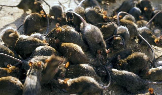 这是咋了?蝗灾泛滥,"鼠患"又来了?威尔士成千上万老鼠涌出来