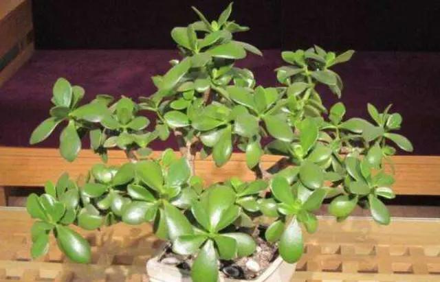 燕子掌这样养,养成小树很轻松,剪根枝条插土里,就能一盆变多盆