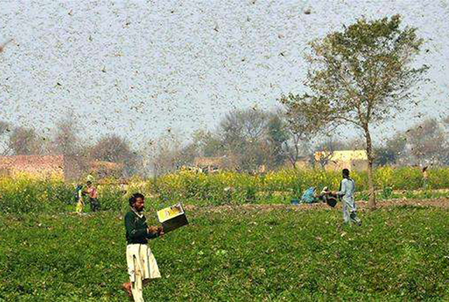 别关心蝗虫了,这虫灾6省已出现,种玉米小麦农民这些农药准备好