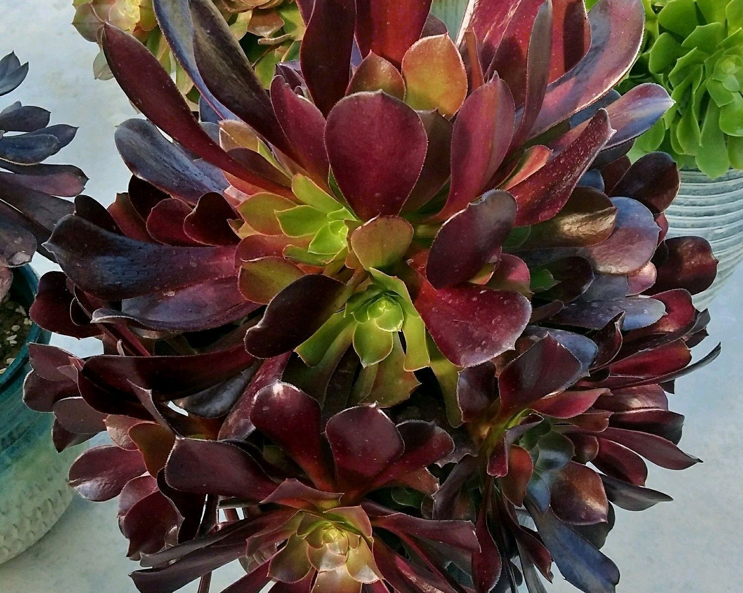 多肉黑法师开花居然不是好事,怪不得养一盆死一盆