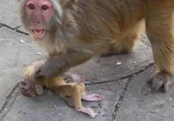 小猴从树上摔下来,母猴一把搂在怀里,对人龇牙,痛心|母猴|小猴|小猴子