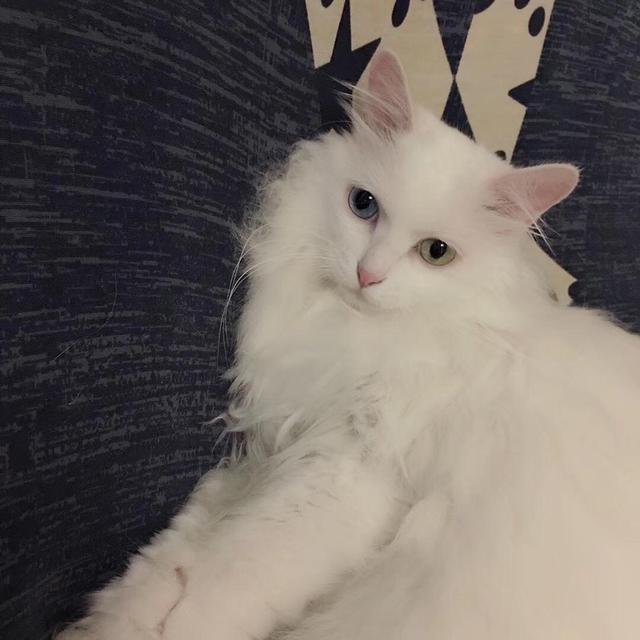 蓝眼白猫大多都是聋子是真是假