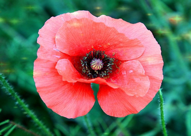 喜欢菊花不如养盆精品玫瑰红羽花开如红艳裙摆美艳优雅