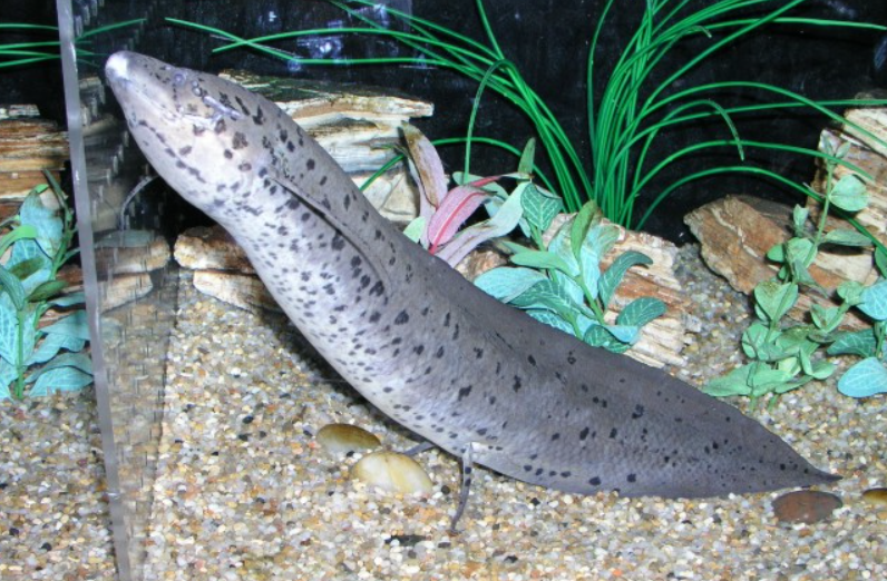 活了4亿年的肺鱼,三五年不吃喝都能存活,大灭绝都奈何不了它