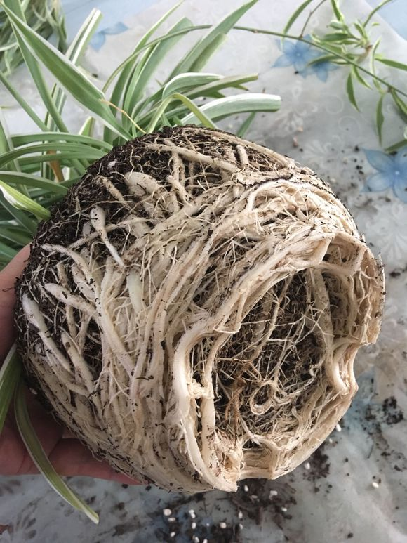 吊兰|根系|君子兰_新浪新闻