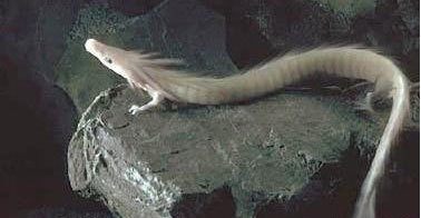 这种神奇生物没有眼睛却可以不吃不喝7年之久而且还不死