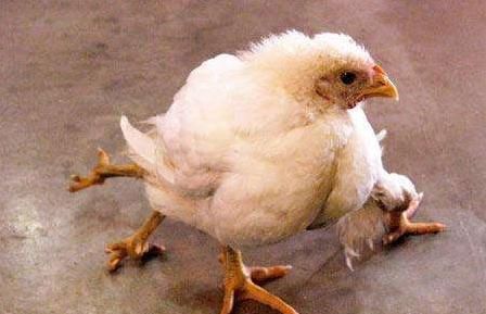 市场上源源不断的鸡爪,到底哪来的?销售人员说漏嘴