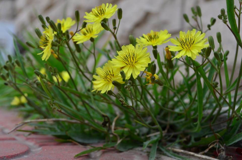 一年种一次,种一次能收割8次,味道赛苦瓜,农民桌上的上品野菜|苦荬菜