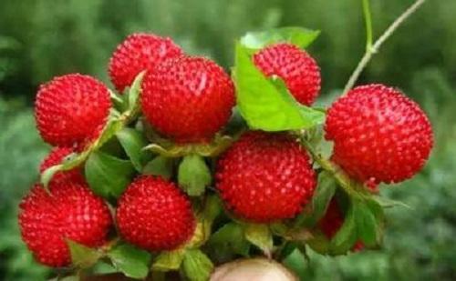 湿润的农村有红果子名叫蛇莓样子奇特老一辈人见过