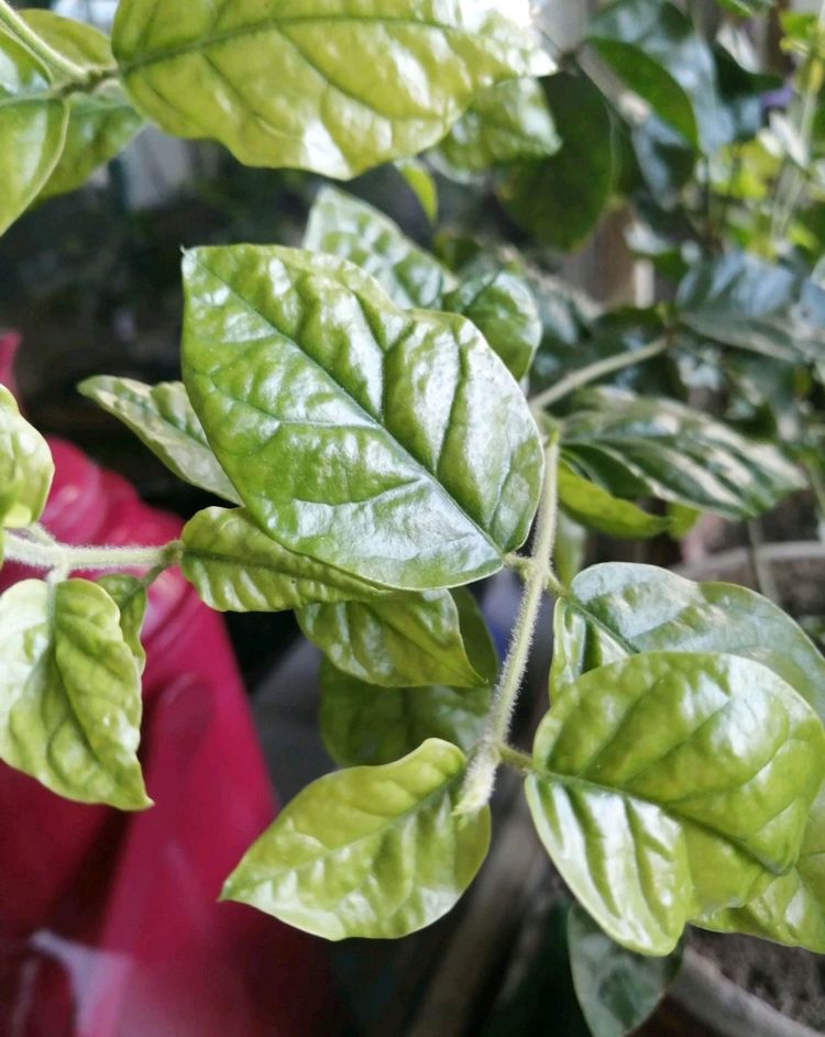 茉莉花满树花苞就是不开花?