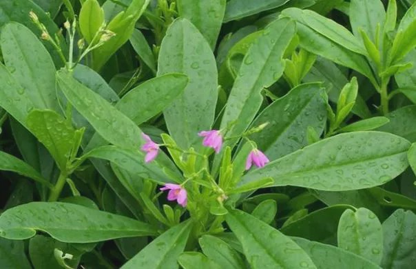 被农民忽视的野菜,经常被误认为是车前草,价值却堪比人参!