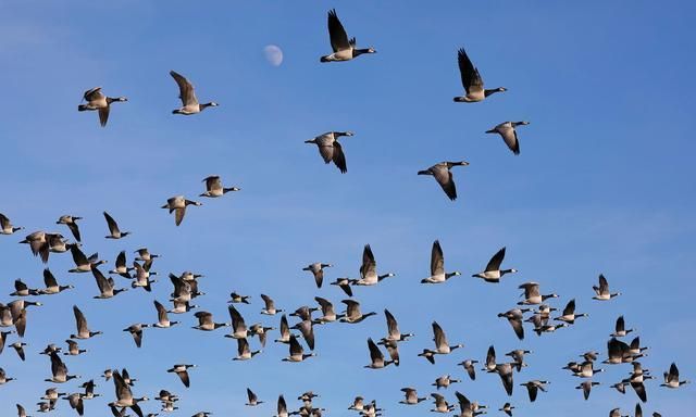 一群鸟用美丽的飞翔诠释了诗意与科学