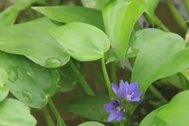 曾经拿来喂猪,如今成稀罕货,卖到10元一斤|杂草|野草|鸭舌草_新浪新闻