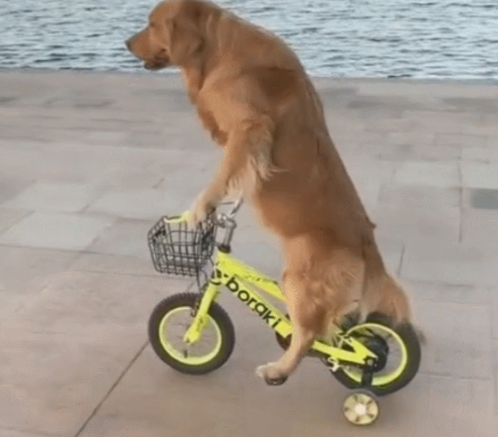 金毛骑自行车很牛,一路踩着不掉链,成精了!