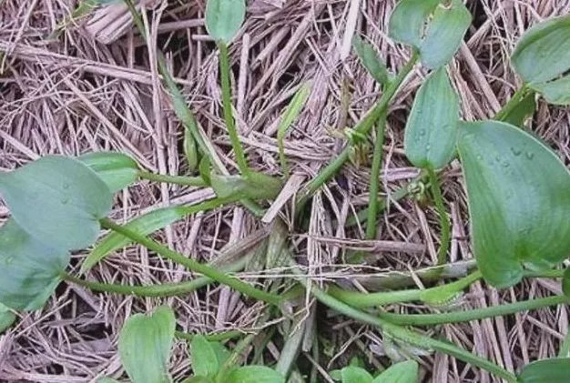 曾经拿来喂猪,如今成稀罕货,卖到10元一斤|杂草|野草|鸭舌草_新浪新闻