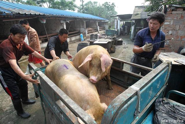 7元/斤以上,今日东北出现大面积降雪天气,屠企收猪难度增加,压价意向