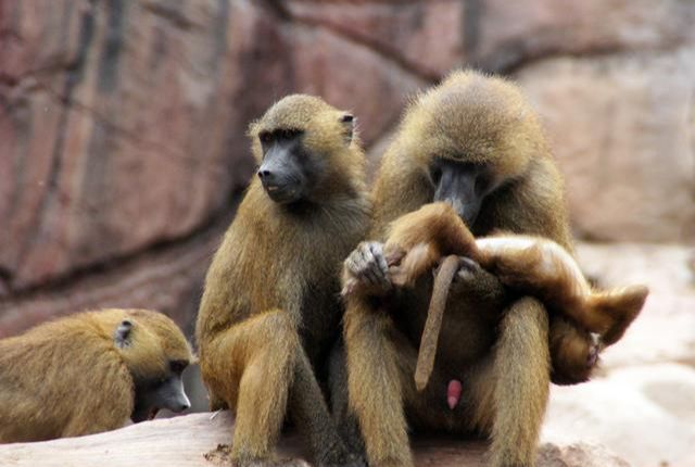 生肖猴最不宜生什么属相的孩子? 不听老人言, 吃亏在眼前!